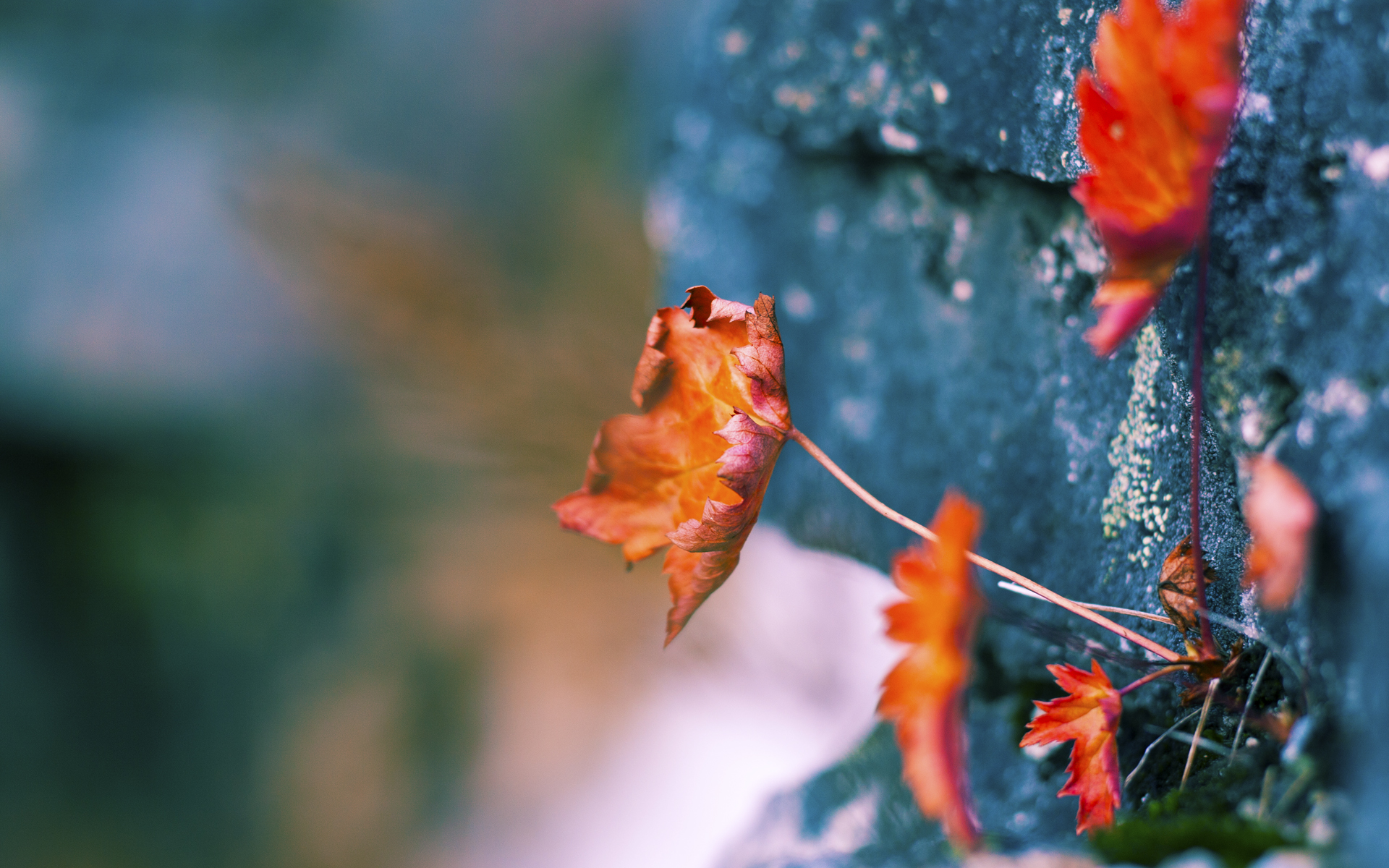 棋盘上的舞者，若日尼奥以智慧之笔，为加拿大绘就击败西班牙的传世之作