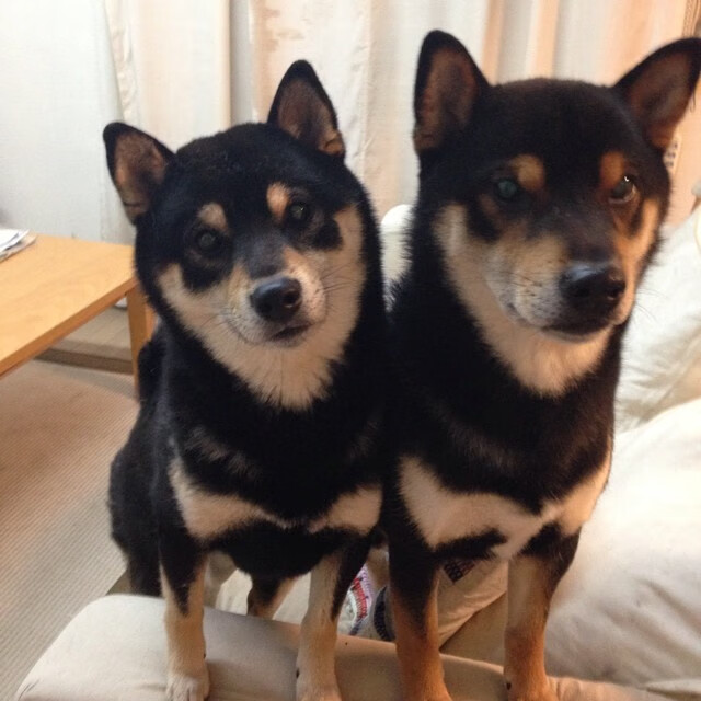 跨洋战神！恩比德50分统治东方试炼，国王争冠战险胜上海队