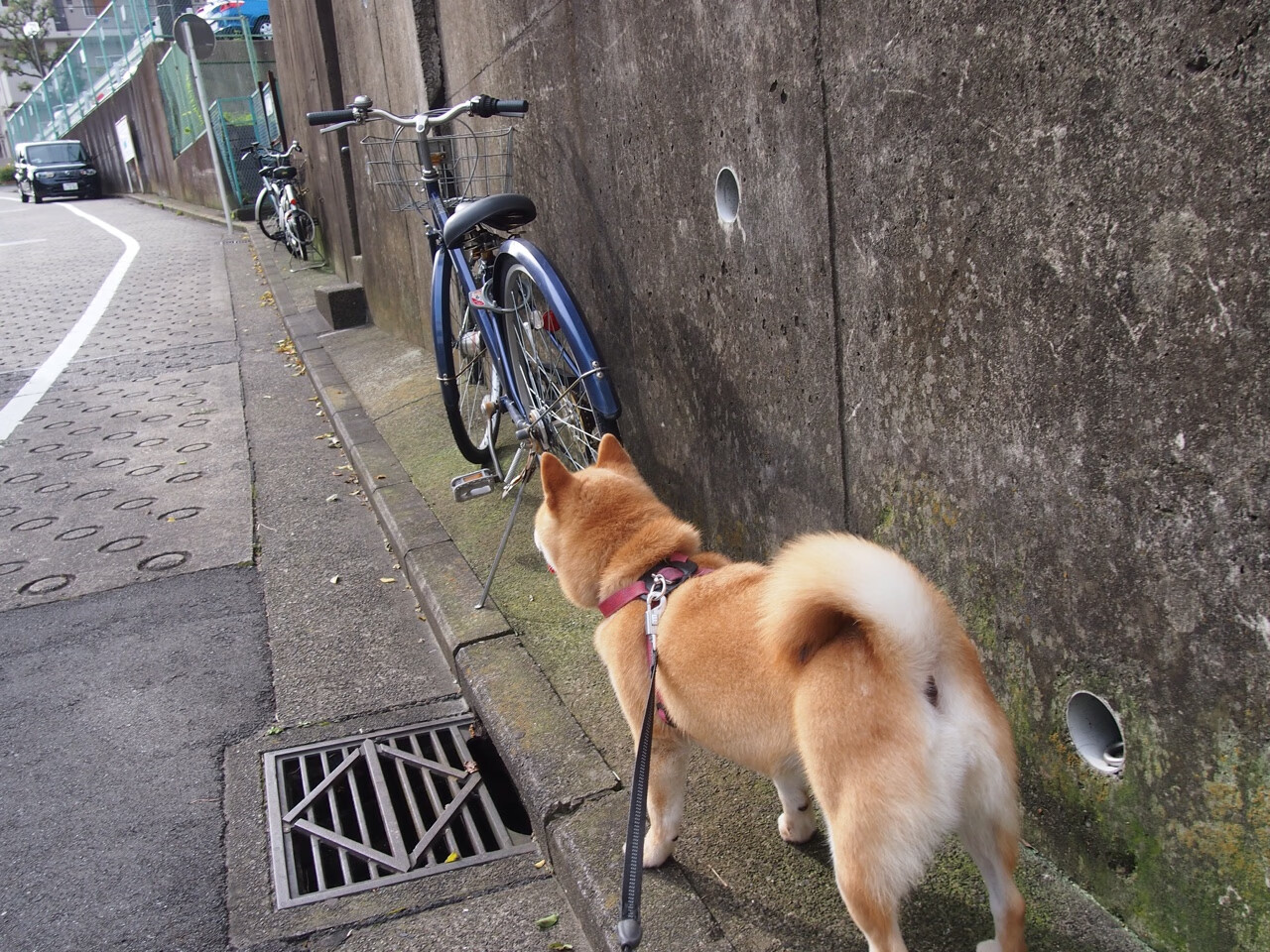 掘金惊涛骇浪,尼克斯拆解攻防—爱德华兹如何成为绝对核心?