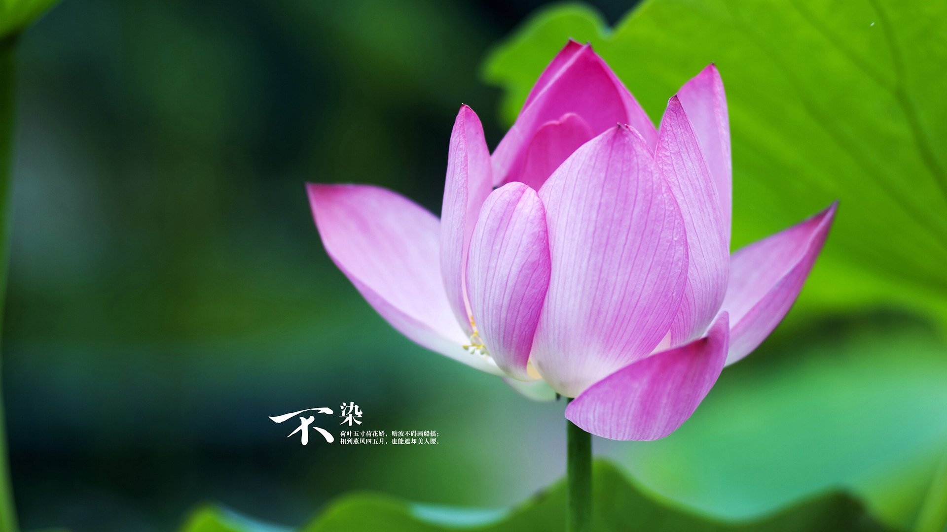 北欧铁幕，当哈兰德在蒙扎赛道接管冠军方程式