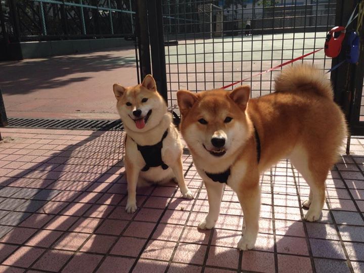 孤星血战,英格拉姆50分神迹难救主,快船铁壁合围夺下关键硬仗