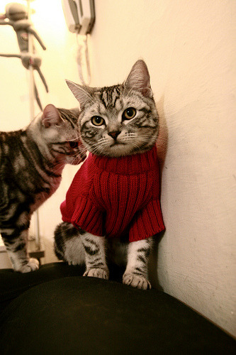 同一夜的两次心跳,深圳末节奇迹与勇士崩塌之谜