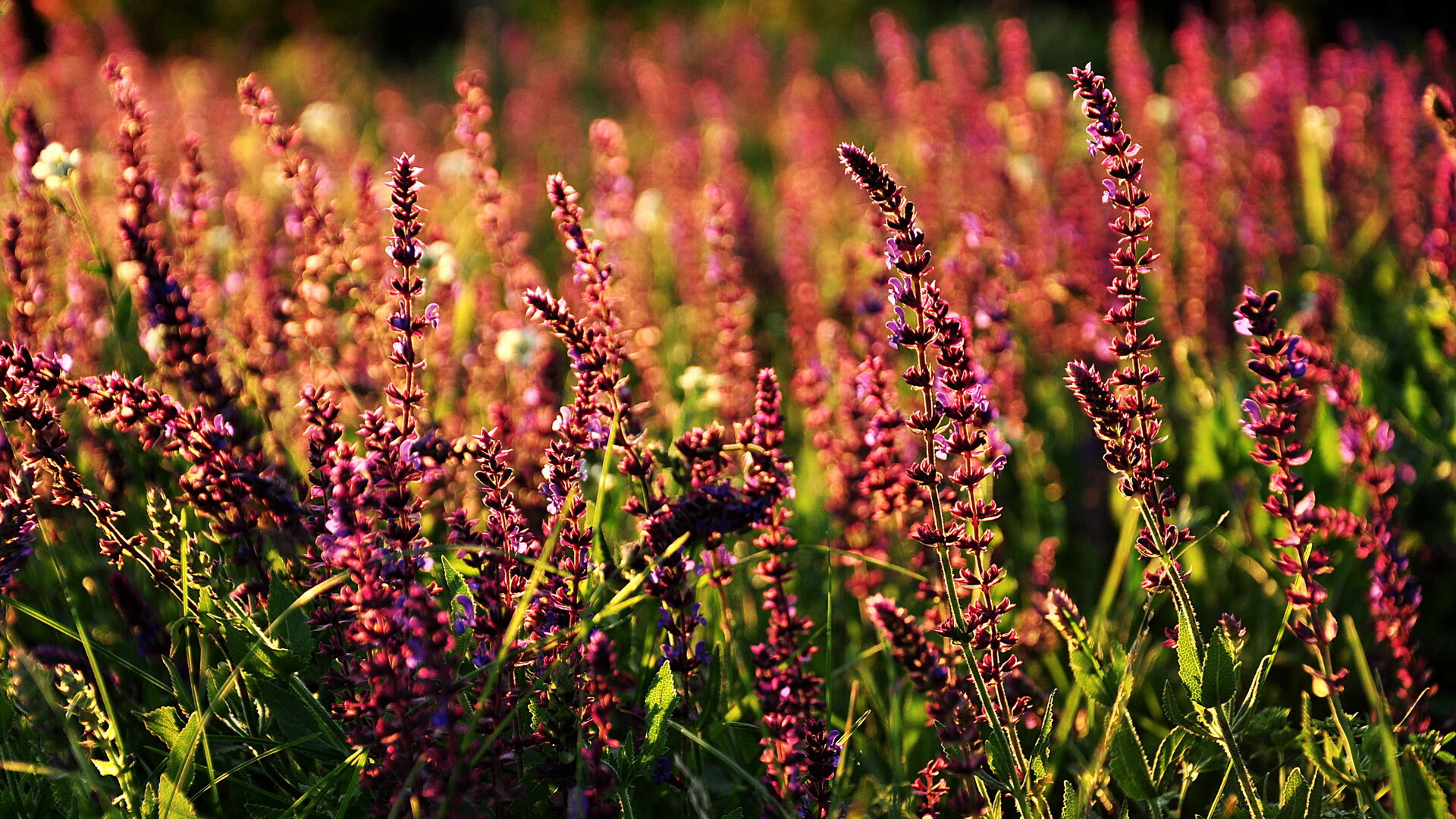 铁幕下的舞者，切特如何撕裂浙江队的窒息防守，成为改变联盟格局的关键先生