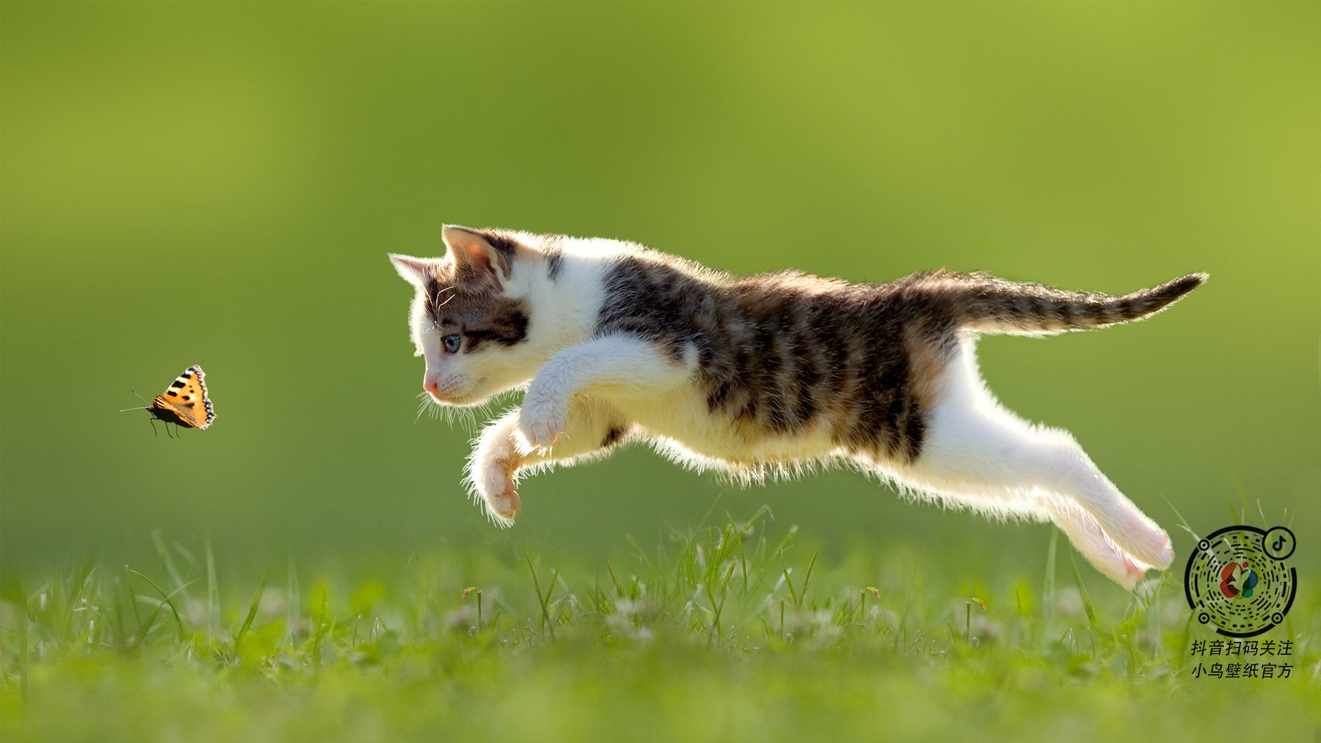 当奥运周期的暗夜遇上阿坎吉的星辰