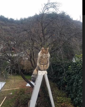 猛龙跨海啸杭州,当NBA尖刀刺穿CBA铁壁,克莱于东方之巅展露死神锋芒