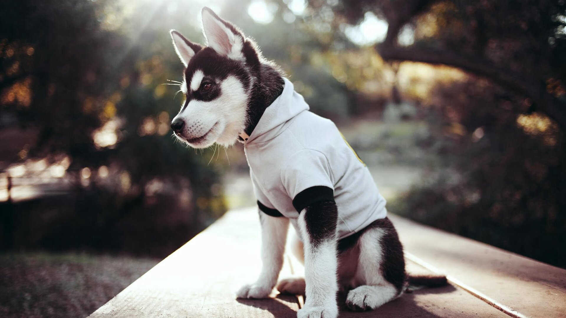 德比硝烟中的欧冠级较量,篮网征服纽约欧冠级窒息感!布鲁克林篮网在纽约德比中正面击溃尼克斯