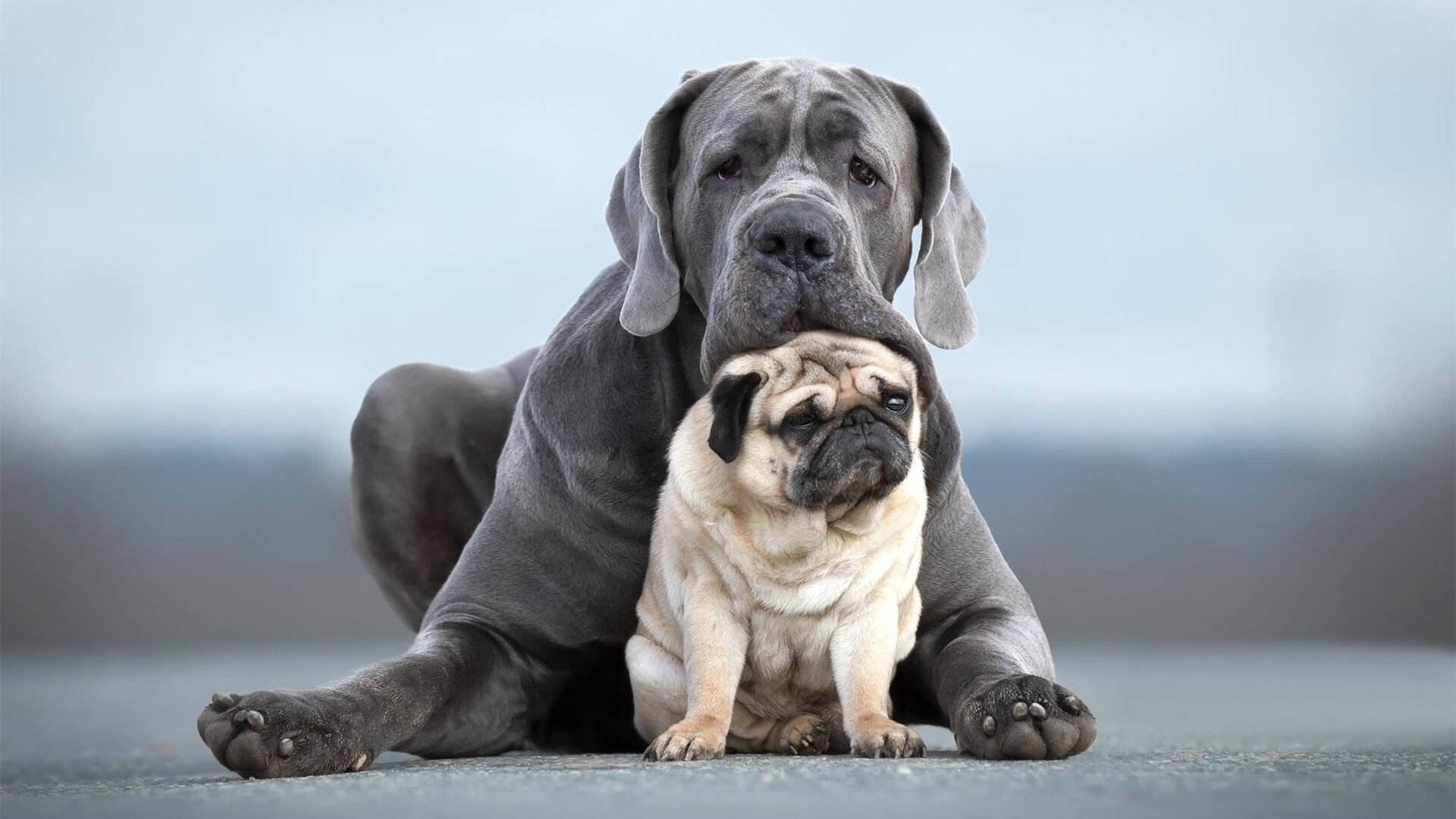 末节风云,托尼教科书级表现,埃及逆转希腊创奇迹