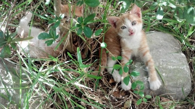 橄榄枝与鹰隼的逆袭,突尼斯翻盘波兰背后的工业与热望绿茵交响