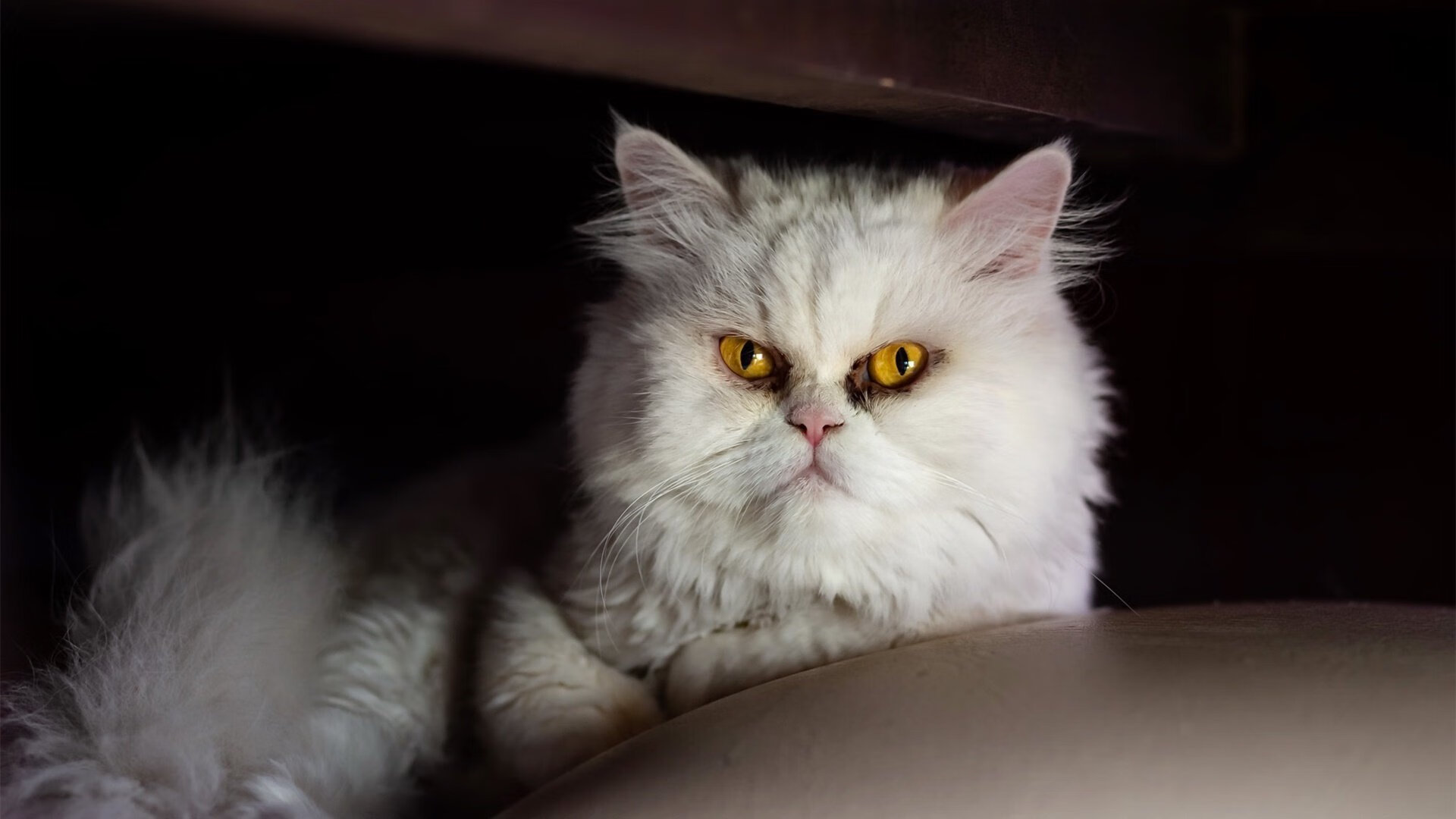 雷鬼与鼓点的沉默对话,当孔德成为赛场唯一的标点符