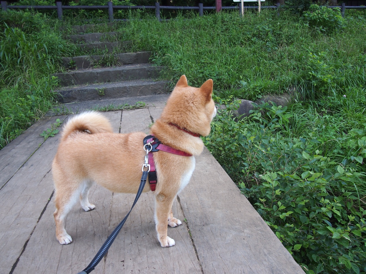 字母哥爆发背后的秘密,2029年北京队如何用黑科技盗取凯尔特人王朝