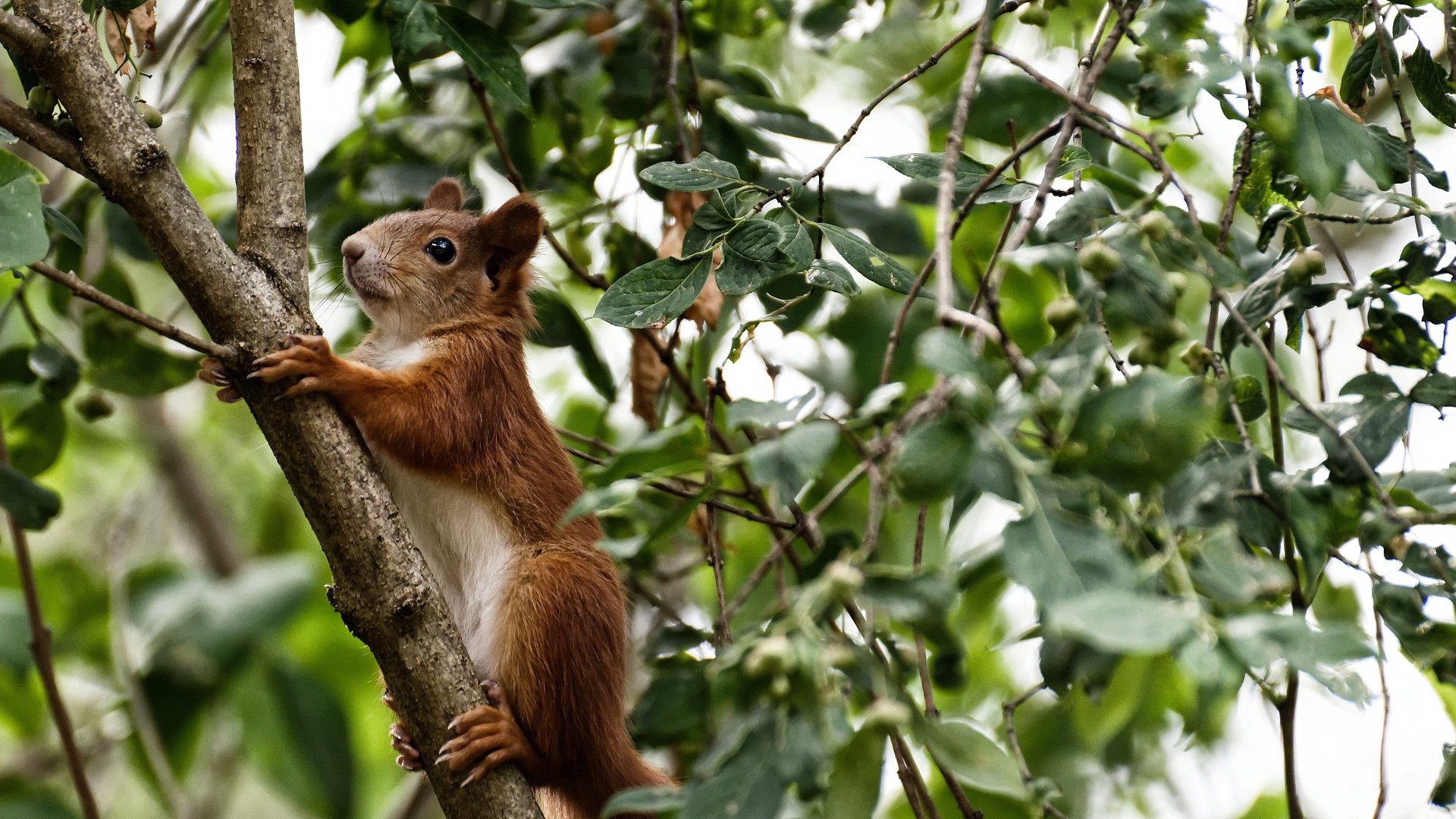 伦纳德轰下41分却成空砍背景板，森林狼团队风暴吞噬快船