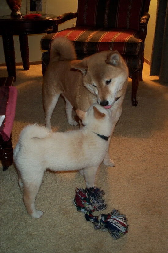 弗拉霍维奇重剑无锋，尤文铁索横江—一场定义意甲格局的节奏绞杀战