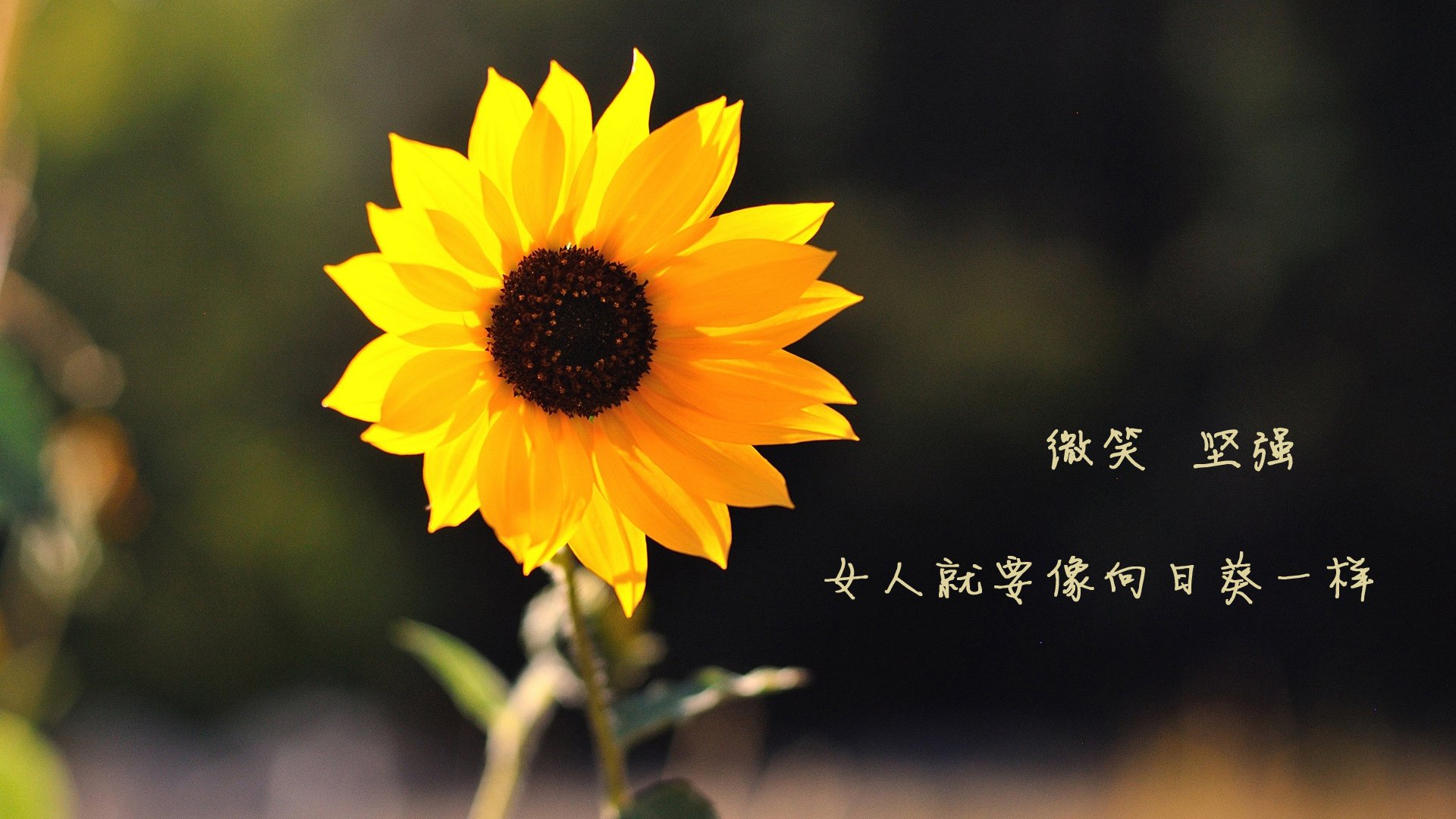 宿命回响，文班亚马的七分钟定义了美加墨的夜