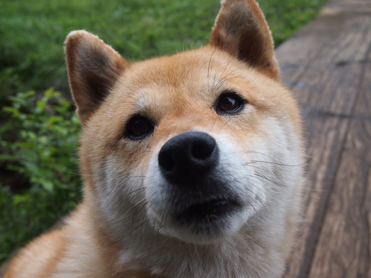 曼联攻陷加拿大!奥斯梅恩的温哥华救赎记