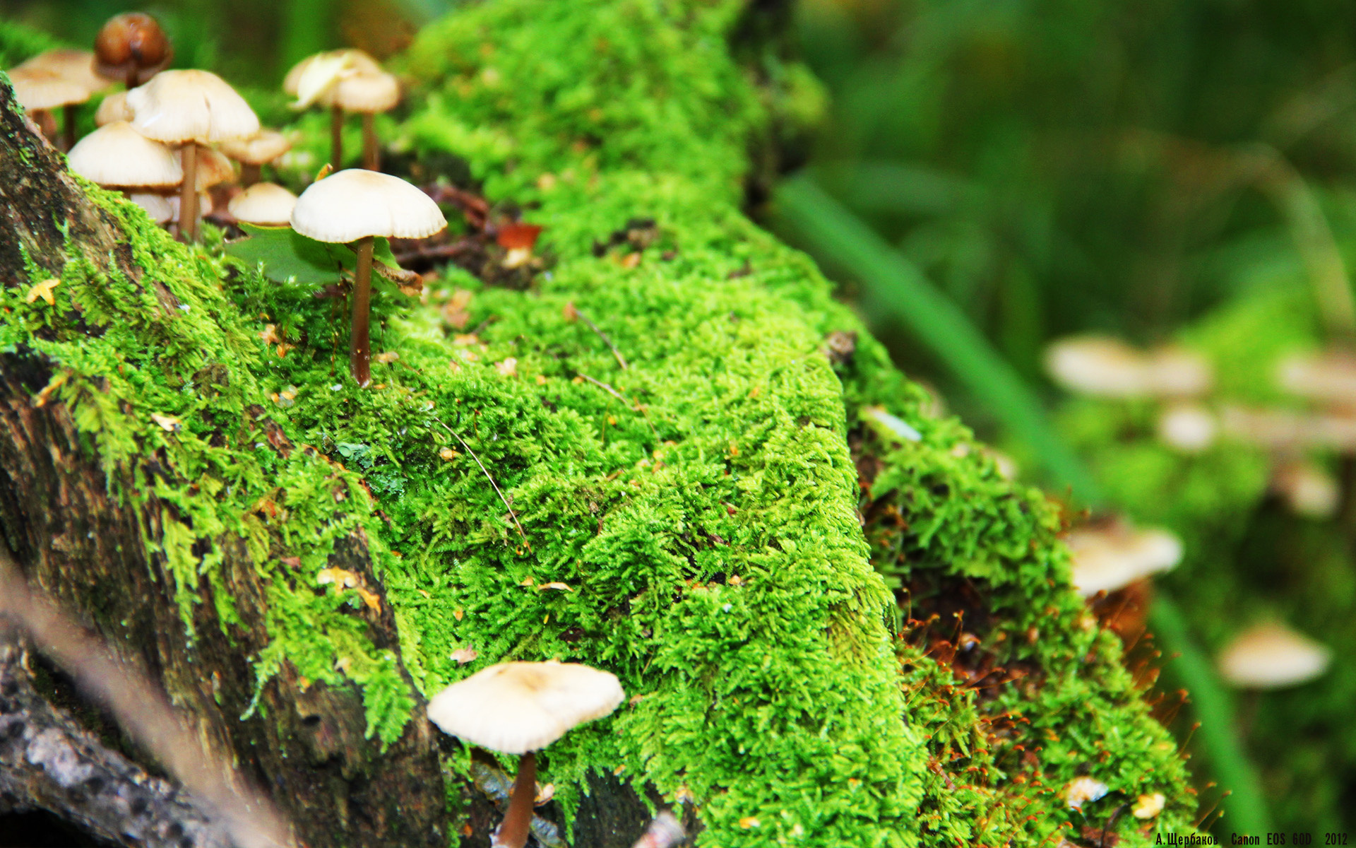 南十字星下的战术奇迹，新西兰友谊赛斩落巴萨，基米希客串导演逆转—一场商业赛如何演变为战术教科书，德国核心的自由人角色成胜负手