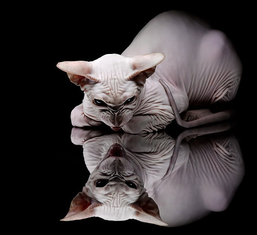 能量怪兽撕裂黑夜,努涅斯全程高能输出,多特蒙德加时鏖战力擒哥伦比亚