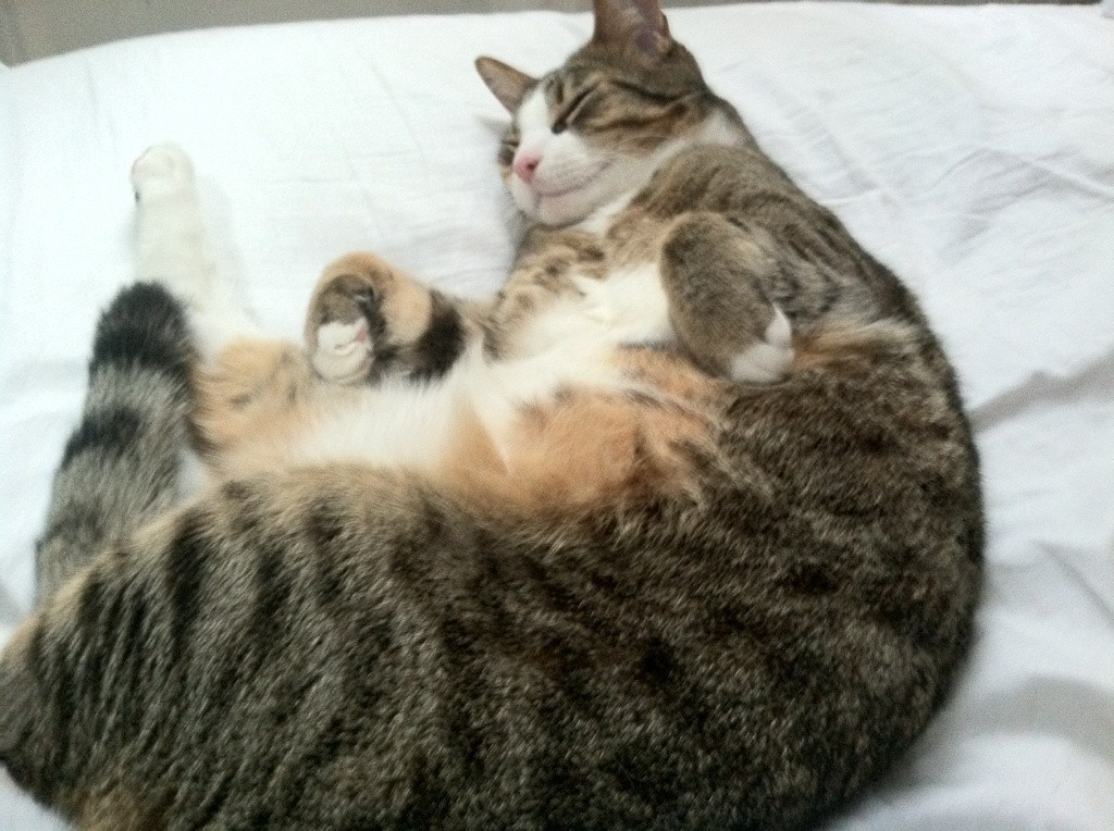 数据神迹难救主,步行者团队篮球险胜掘金