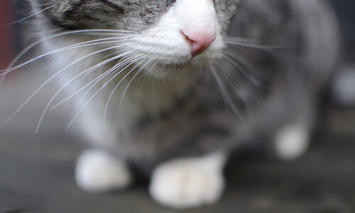 波兰闪电刺穿马德里竞技,皮克替补奇兵成全场焦点