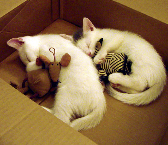 超级链接，当黄喜灿的怒吼穿透时空，比利亚雷亚尔与南非在生死战的刀锋上共鸣