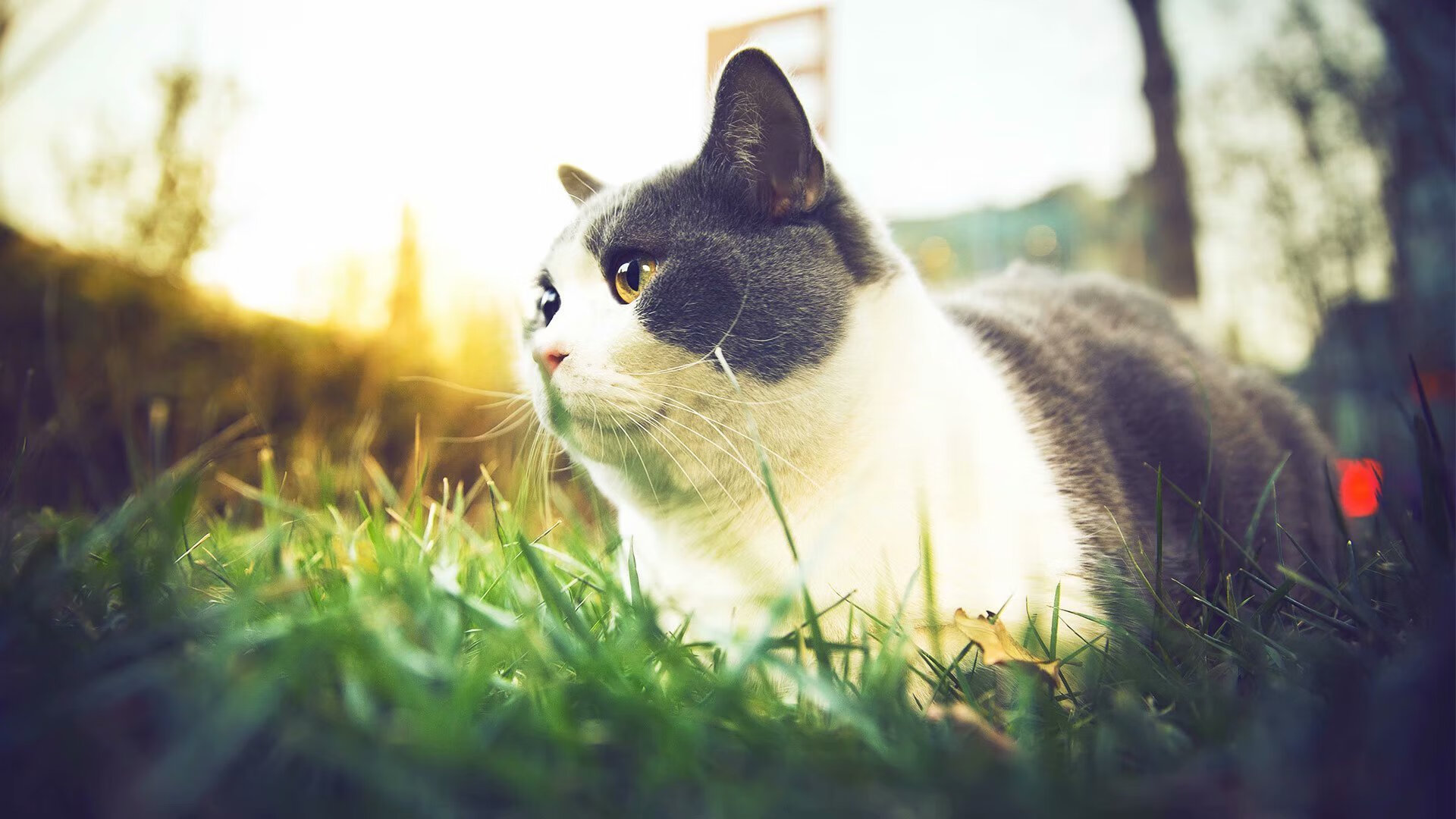 灰熊全面压制老鹰，战术纪律与小贾伦火烧连营