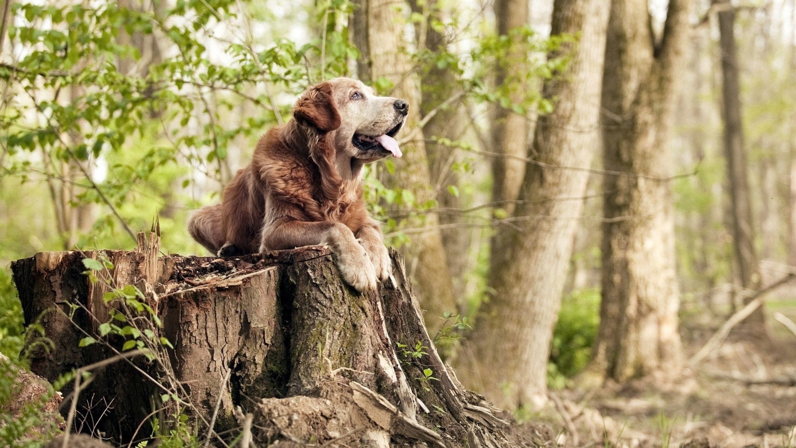 镜面之战，哈登如何用一次攻防转换打破两个篮球世界
