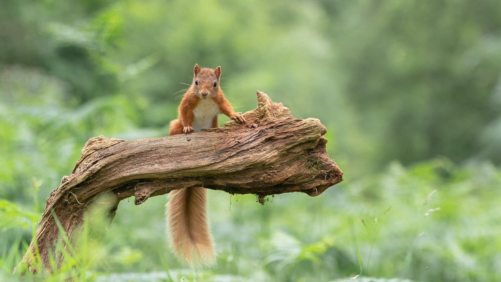 绿茵双线焦点，意甲巅峰对决与皇马碾压摩纳哥的连胜传奇