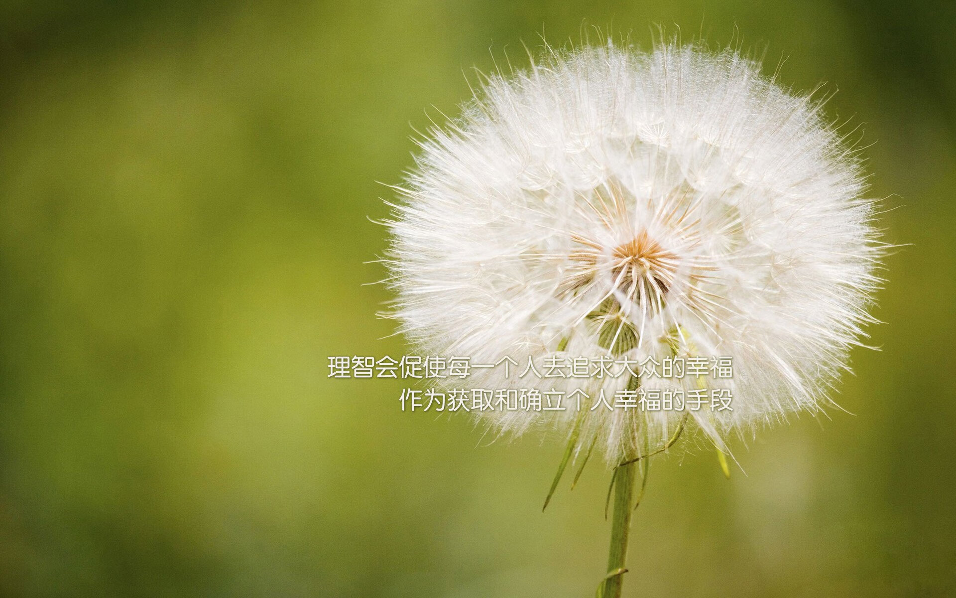 被撕裂的剧本,当安第斯山脉的意志碾碎欧洲荣耀,格列兹曼的孤星照亮了谁的黄昏?